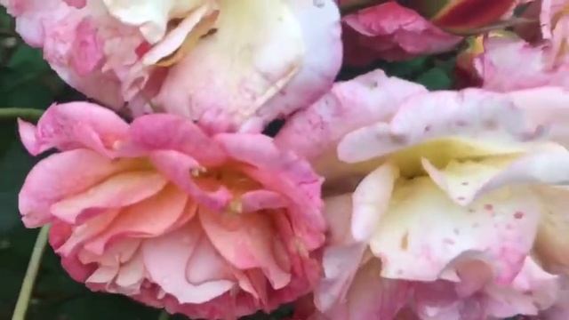 Роза МИШЕЛЬ БЕДРОСЯН (Michelle Bedrossian) смотреть онлайн