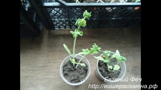 Сорт помидора Палка Stick смотреть онлайн