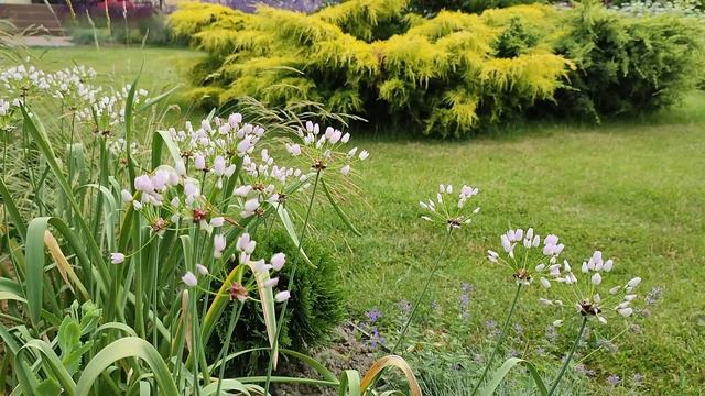 Czosnki Ozdobne Od Maja Do Lipca!!! 💥12 Odmian W Moim Ogrodzie+aranżacje Na Rabatach💥