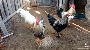 Разборка петухов, разные породы петухов. 11.02.2022г