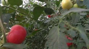 Обзор тепличного помидора в конце лета.