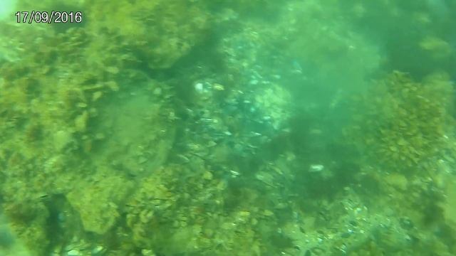 Сбор рапаны ,глубина от 9 до 11 метров смотреть онлайн