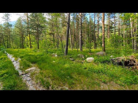 Nature Sounds - Gentle River Sounds, Singing Birds and peaceful Forest Ambience смотреть онлайн