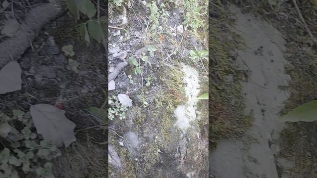 цикламены лечит гайморит смотреть онлайн