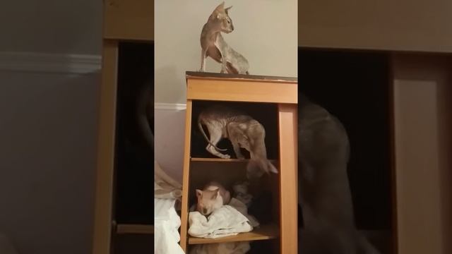 Кошки в "лукошке")) или где живут сфинксы. смотреть онлайн