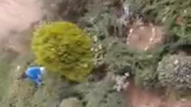 Aida Simoes 17-12-2014, limpar jardim ,porcaria que gentalha civilizada deitam,.... смотреть онлайн