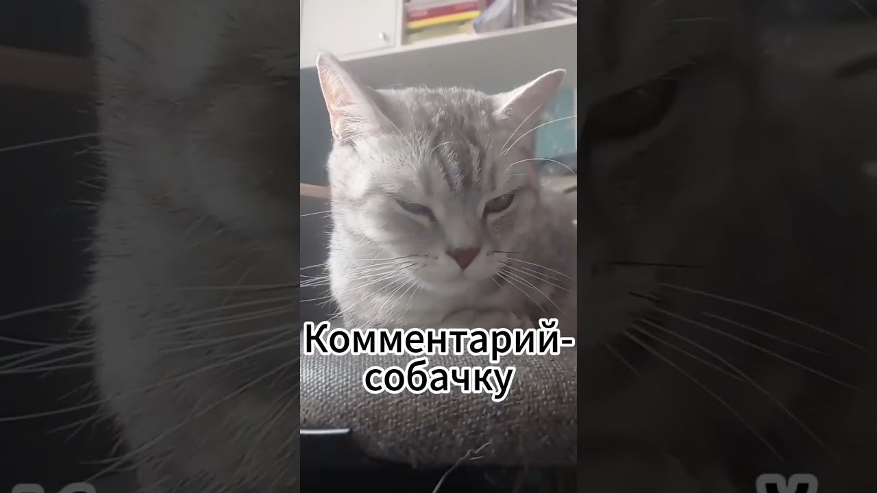 Кого ты спасешь от зомби?! смотреть онлайн