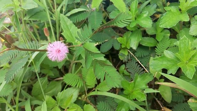 недотрога 2