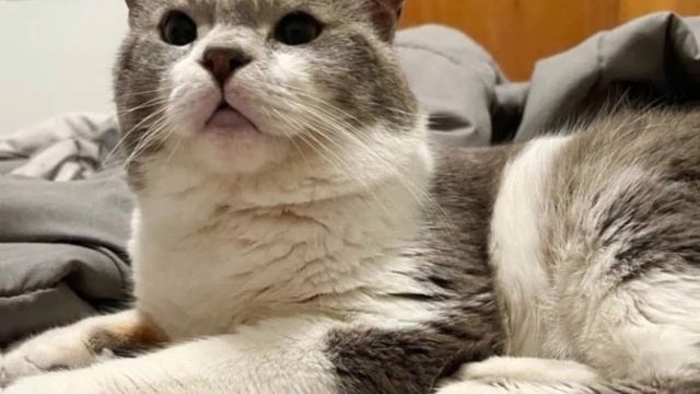 Аll seven years the stray cat has been waiting for this meeting with his family forever смотреть онлайн