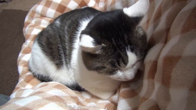 【隣で赤ちゃんのように寝てくれた猫】Cute Nora sleeping next to me. смотреть онлайн