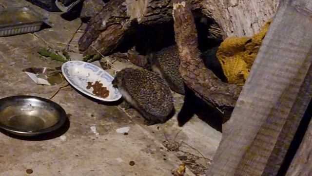 дали кошке корм, но пришли гости смотреть онлайн