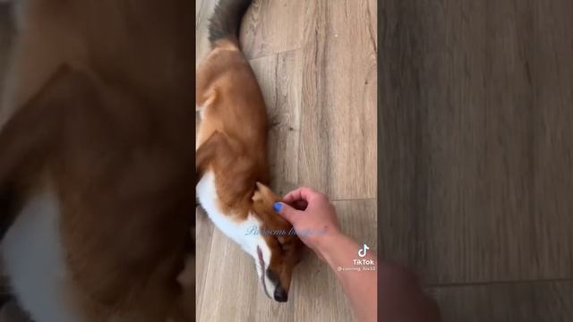 смешные звуки  животных