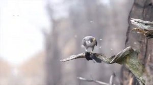 Сапсан в деле дикая птица, ястреб, сокол охота робота их порожает