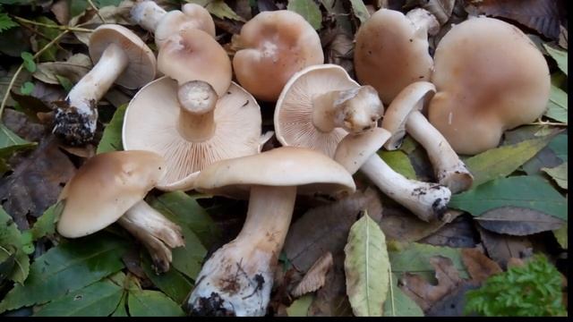 Їстівні гриби України смотреть онлайн