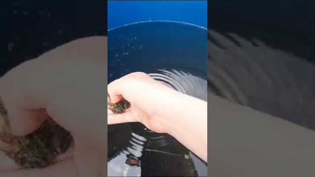 ручной лягушонок Пузырик смотреть онлайн