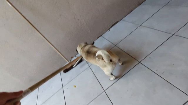 МОПС, реакция на ВОДУ и ШЛАНГ !!! смотреть онлайн