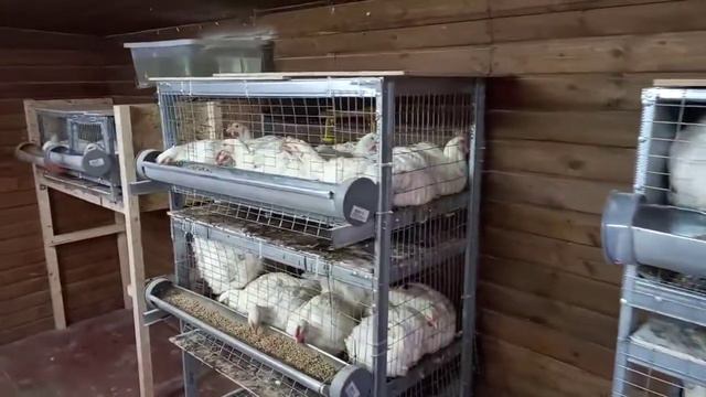Бройлер в клетках смотреть онлайн