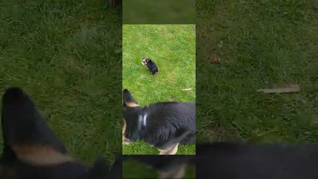 Mně se líbí Bob.... смотреть онлайн