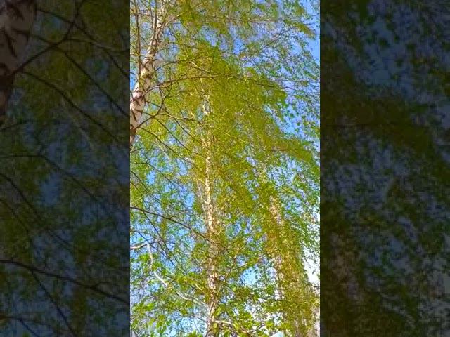 Весенние берёзы на фоне неба смотреть онлайн