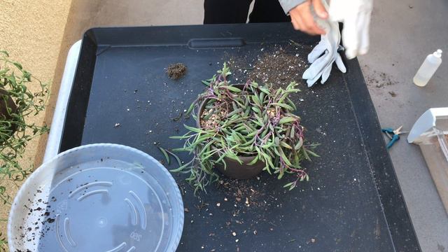 Ruby Necklace Repotting And Propagation-Othonna Capensis