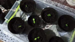 Выращивание Павловния из семян