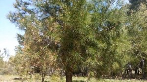 Приморская "Пицундская" сосна. Семена, саженцы. Цитрусовый, Абхазия