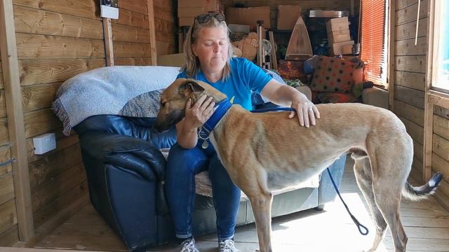 This greyhound retired at 1 year old and needs a home! | Seaside Greyhounds смотреть онлайн