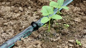 Установка капельного полива с эмиттерной лентой ЖуК