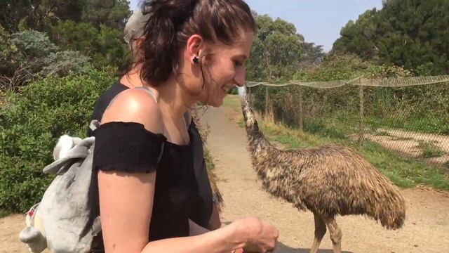 Austrálie/Australia: Emu hnědý (Dromaius novaehollandiae) смотреть онлайн