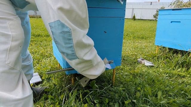 КЛЕЩ ВАРРОА СЫПЕТСЯ. РЕЗУЛЬТАТ ОСЕННЕЙ ОБРАБОТКИ БИПИНОМ МЕТОДОМ ПРОЛИВА. СИЛЬНАЯ ЗАКЛЕЩЕВАННОСТЬ. смотреть онлайн