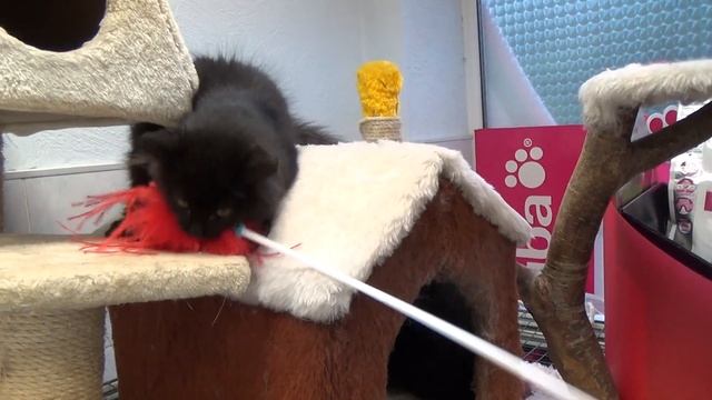 Котенок Чингиз растет смотреть онлайн