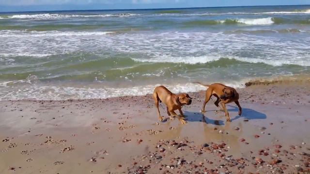 Rhodesian Ridgeback on the Baltic Sea = Родезийский риджбек на Балтийском море смотреть онлайн