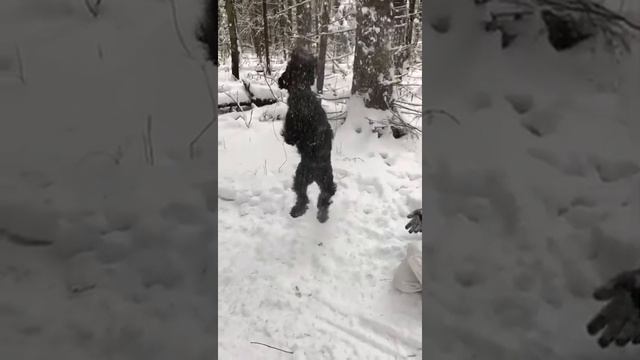 Зима с Микой и без.(16)