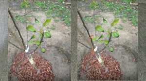 Не распустились плодовые деревья или засыхают распустившиеся ветки ? Что делать ?