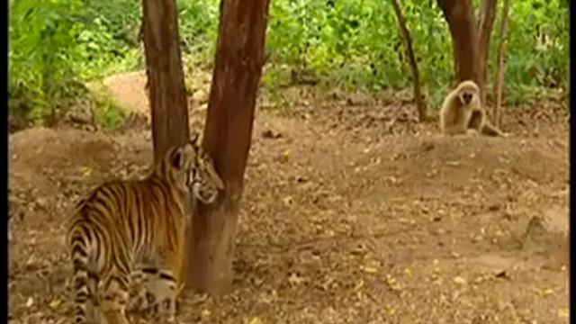 Viral video - Egoistic Monkey - Giving torture to tiger смотреть онлайн