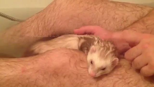 Как правильно купать хорька смотреть онлайн