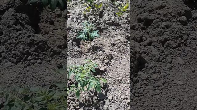 Этот раствор поможет защитить ваши томаты от болезней. Борьба с фитофторой смотреть онлайн