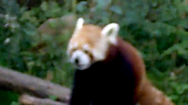 Firefox Red Panda Красная панда Ailurus fulgens смотреть онлайн