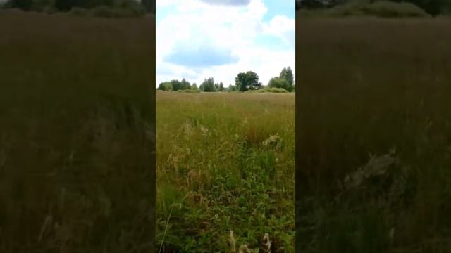 полоника, луговая ягода смотреть онлайн