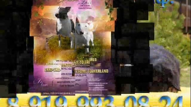 Продажа щенков 18 05 2019 смотреть онлайн