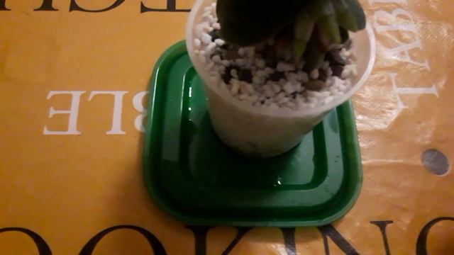 Миниатюрная орхидея sedirea japonica minmaru спустя месяц. Полив. смотреть онлайн