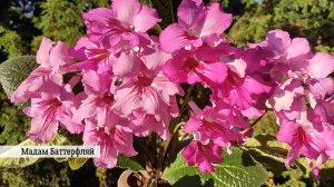 Мои ЦВЕТУЩИЕ стрептокарпусы. Цветение в 2022