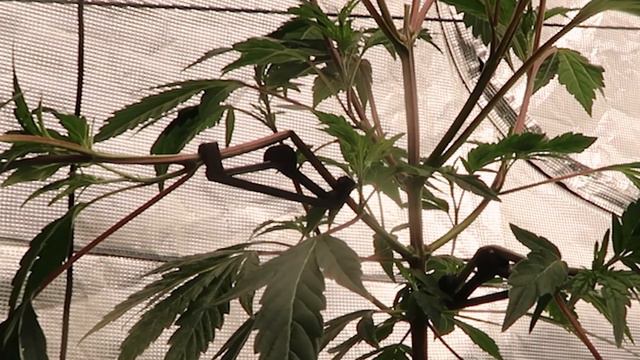 3D Printed LST Plant Training Clips For 