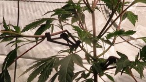 3D Printed LST Plant Training Clips for "LOW" Stress Training -- Mars Hydro SMART FC-6500