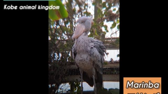 Shoebill (Marinba) in Kobe animal kingdom #shoebill #dance #ハシビロコウ смотреть онлайн
