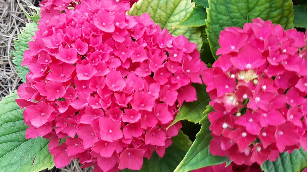 27 июля 2019 года Мое хобби - мой сад. смотреть онлайн