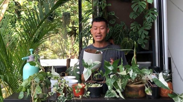 Philodendron Plowmanii Care And Propagation