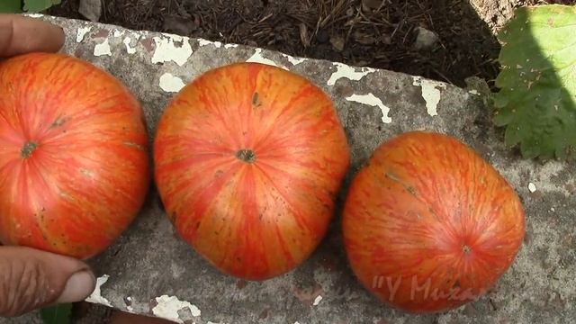 На дворе Август. Созревание: Биколор "Джаз восход" смотреть онлайн