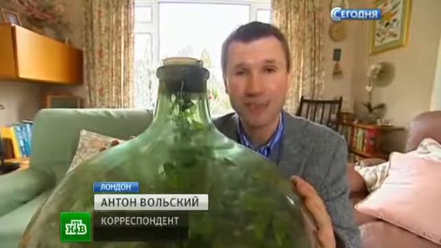 Создал уникальное растение в чудо бутылке более 50 лет YouTube смотреть онлайн