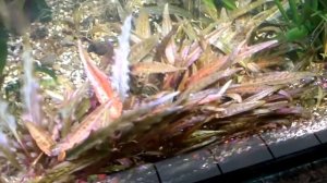 Криптокорина родственная Аффинис Металлик Ред Cryptocoryne affinis Metallic Red